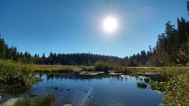 Lost Lagoon, an artificial body of water located at the near entrance to Stanley Park.